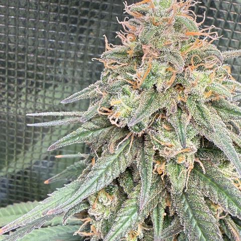 Vanilla Frosting growlog photo: Last flush before harvest 
