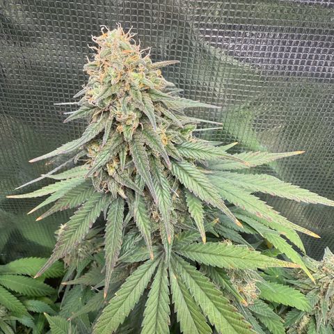 Vanilla Frosting growlog photo: Last flush before harvest 