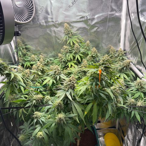 Vanilla Frosting growlog photo: Last flush before harvest 