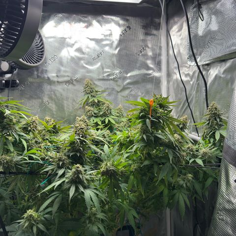 Vanilla Frosting growlog timeline photo