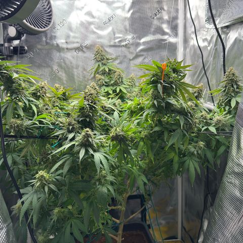 Vanilla Frosting growlog timeline photo