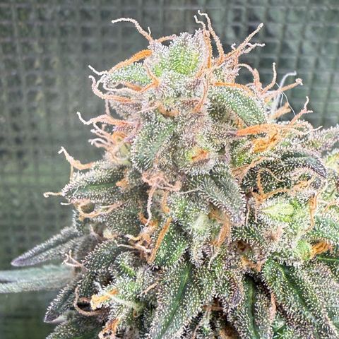 Vanilla Frosting growlog timeline photo