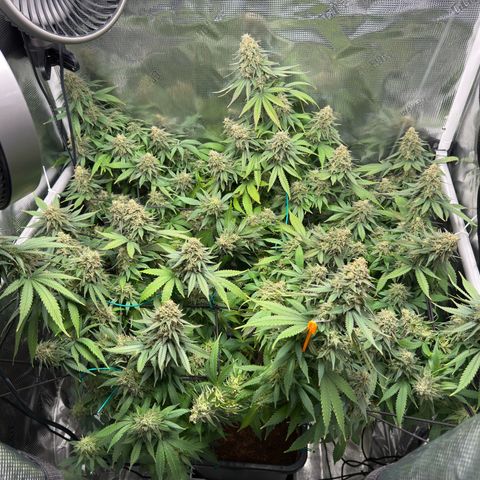 Vanilla Frosting growlog timeline photo