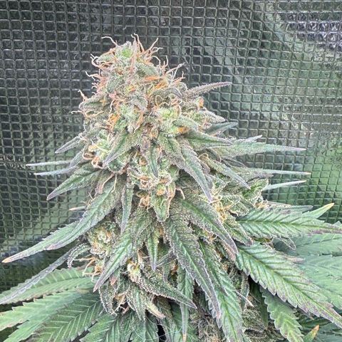 Vanilla Frosting growlog timeline photo