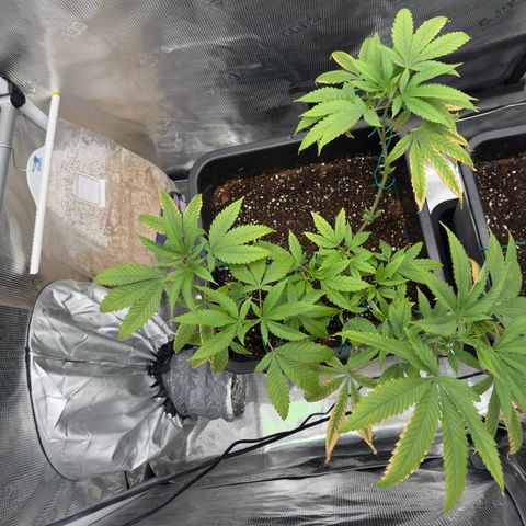 Chemdawg#2 growlog timeline photo
