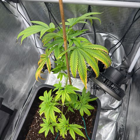 Chemdawg#1 growlog timeline photo