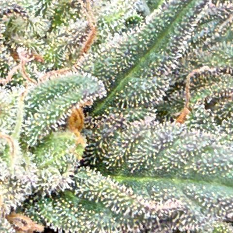 Vanilla Frosting growlog photo: Harvest at first light 