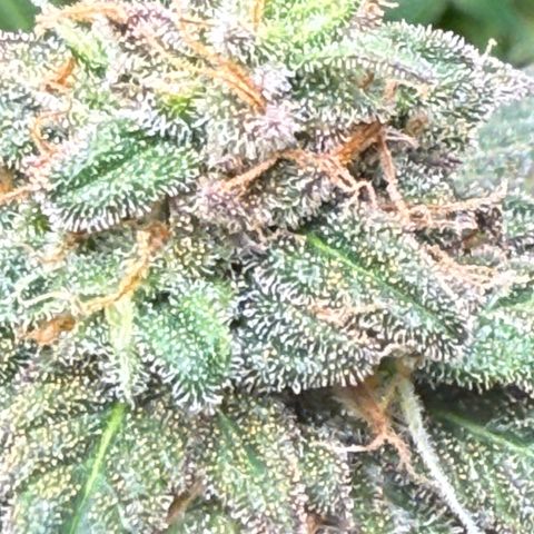 Vanilla Frosting growlog photo: Harvest at first light 