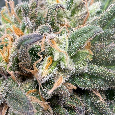 Vanilla Frosting growlog photo: Harvest at first light 