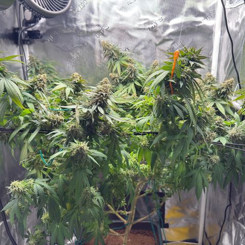 Vanilla Frosting growlog photo: Harvest at first light 