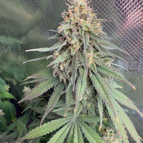 Vanilla Frosting growlog photo: Harvest at first light 