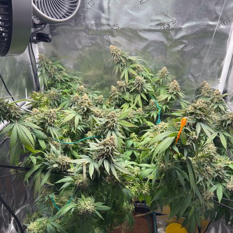 Vanilla Frosting growlog photo: Harvest at first light 