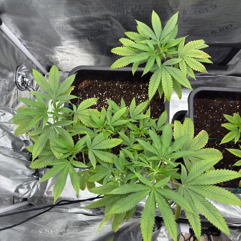 Chemdawg#2 growlog timeline photo