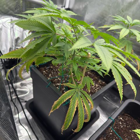 Chemdawg#2 growlog timeline photo
