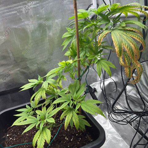 Chemdawg#1 growlog timeline photo
