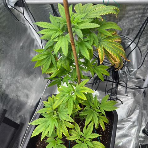 Chemdawg#1 growlog timeline photo