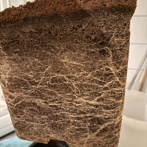 Vanilla Frosting growlog photo: Rooting looks great 😊 