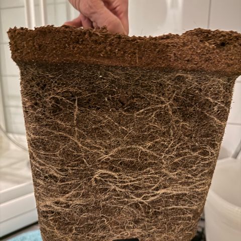 Vanilla Frosting growlog photo: Rooting looks great 😊 