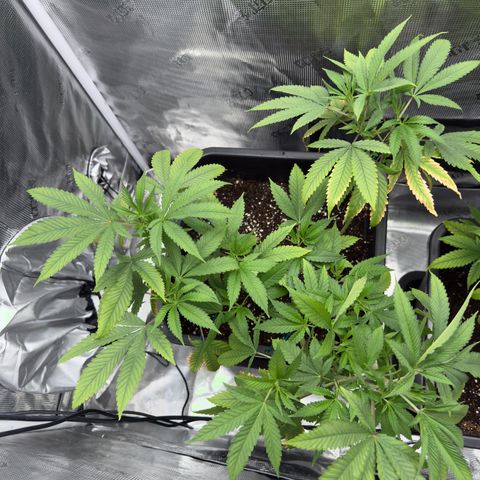 Chemdawg#2 growlog photo: A little low on Nitrogen and perhaps magnesium, so I hope the cal mag+ does the trick. It have definitely fixed the issue earlier 
