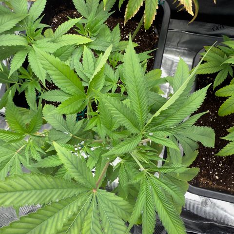 Chemdawg#2 growlog photo: A little low on Nitrogen and perhaps magnesium, so I hope the cal mag+ does the trick. It have definitely fixed the issue earlier 