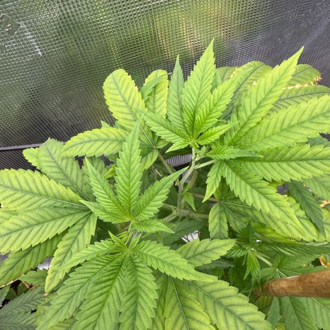 Chemdawg#1 growlog timeline photo