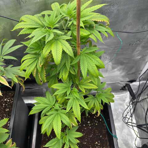 Chemdawg#1 growlog timeline photo