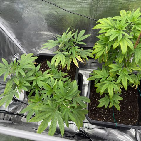 Chemdawg#2 growlog timeline photo