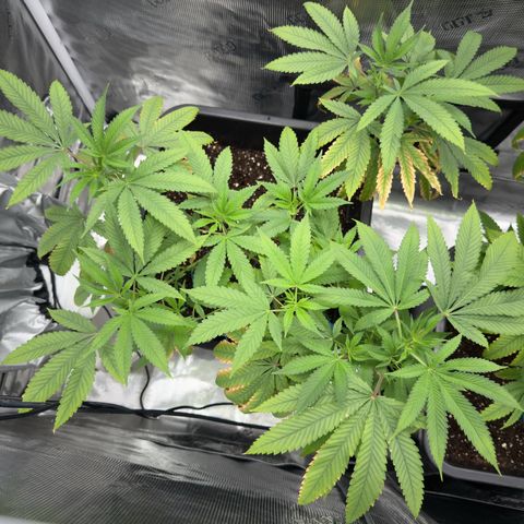 Chemdawg#2 growlog timeline photo