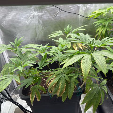 Chemdawg#2 growlog timeline photo