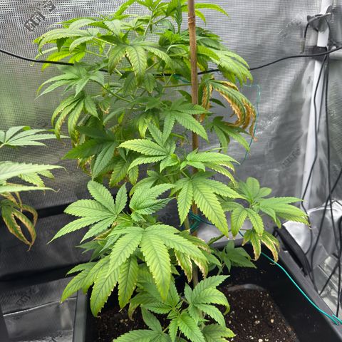 Chemdawg#1 growlog timeline photo