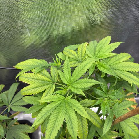 Chemdawg#1 growlog timeline photo