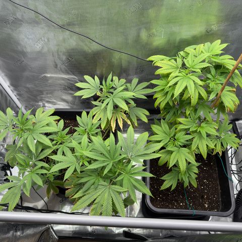 Chemdawg#2 growlog timeline photo