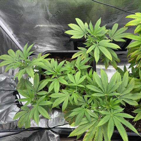 Chemdawg#2 growlog timeline photo