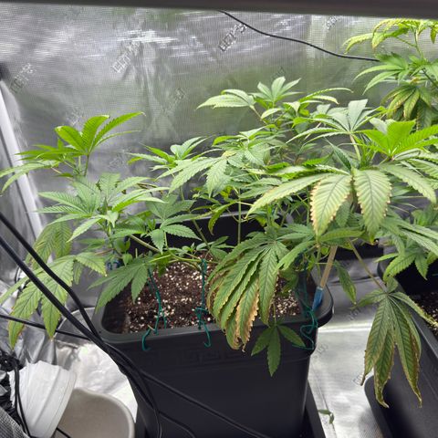 Chemdawg#2 growlog timeline photo