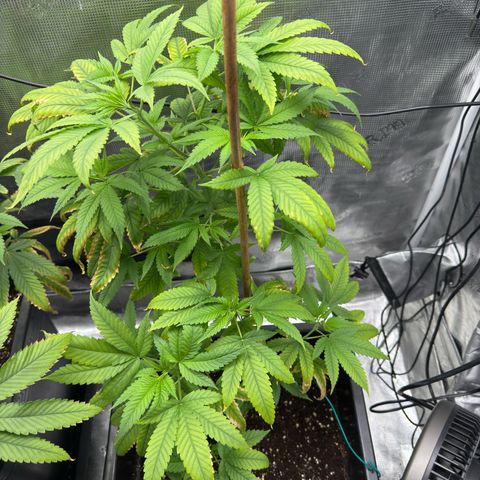Chemdawg#1 growlog timeline photo