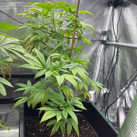 Chemdawg#1 growlog timeline photo