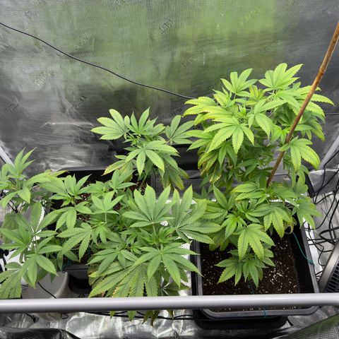 Chemdawg#2 growlog timeline photo