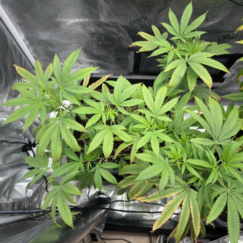 Chemdawg#2 growlog timeline photo