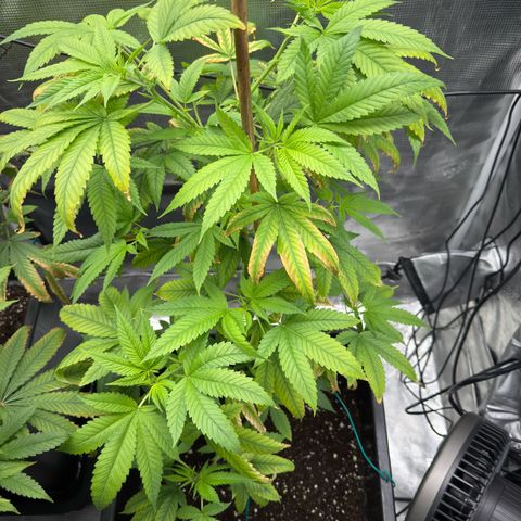 Chemdawg#1 growlog timeline photo