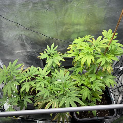 Chemdawg#2 growlog timeline photo