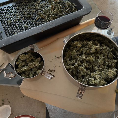 Vanilla Frosting growlog photo: 139 G. Dry buds 