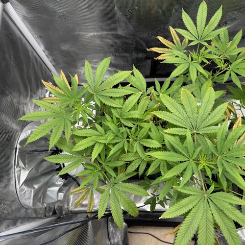 Chemdawg#2 growlog timeline photo