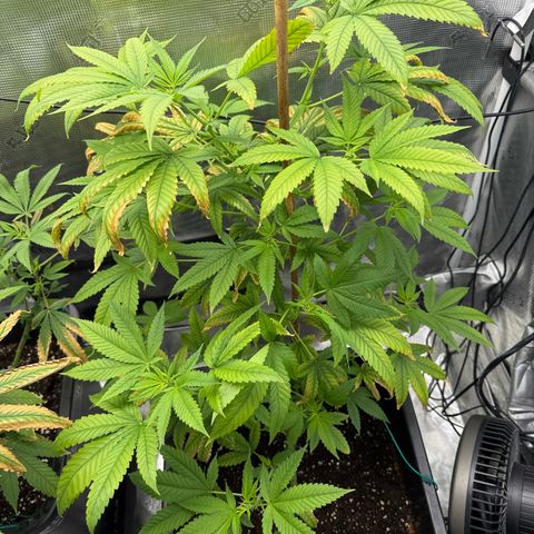 Chemdawg#1 growlog timeline photo