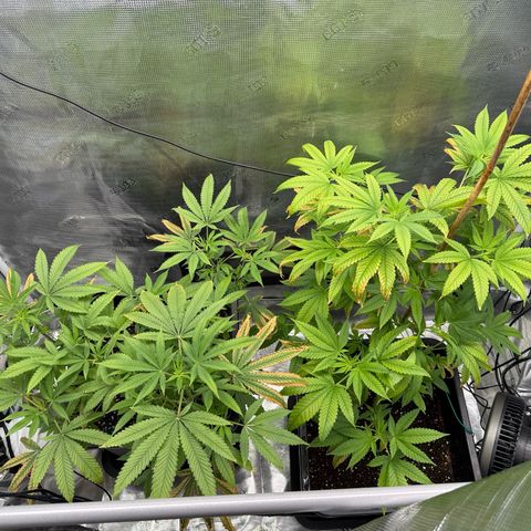 Chemdawg#2 growlog timeline photo