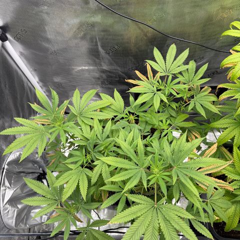 Chemdawg#2 growlog timeline photo