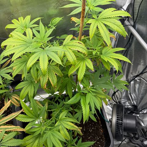 Chemdawg#1 growlog timeline photo