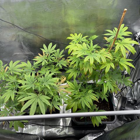 Chemdawg#2 growlog timeline photo