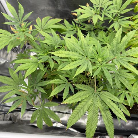 Chemdawg#2 growlog timeline photo