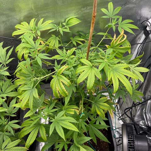 Chemdawg#1 growlog timeline photo