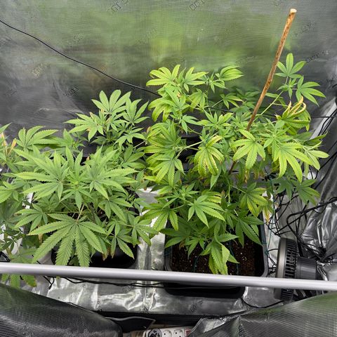 Chemdawg#2 growlog timeline photo